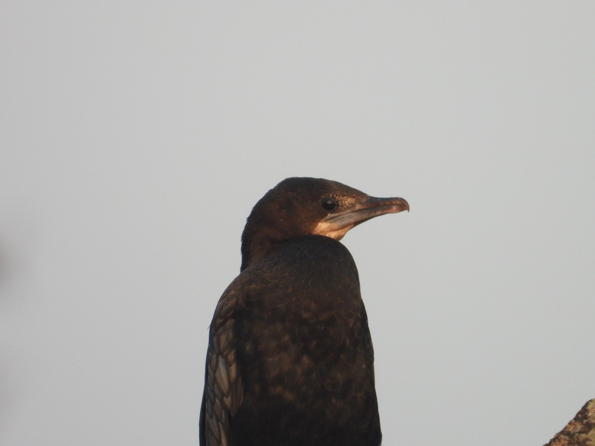 orientdvergskarv - ML646780960