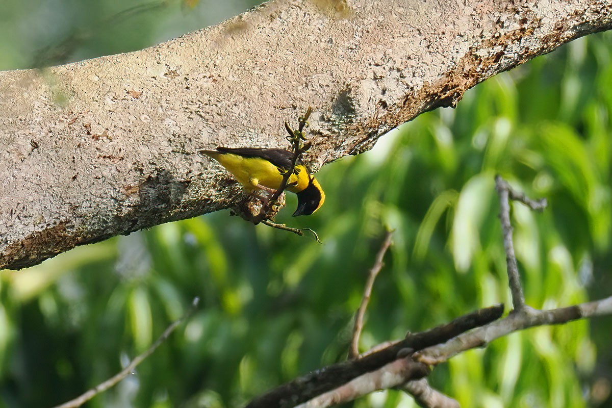 jungelvever - ML646780961