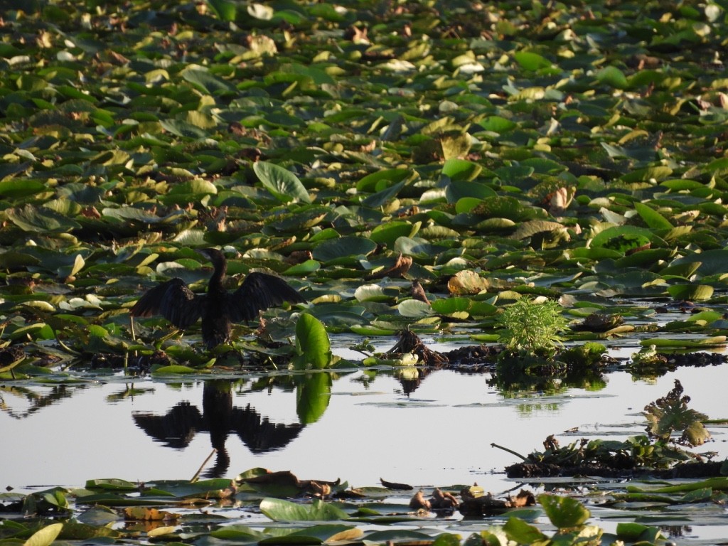 dvergskarv - ML646780962