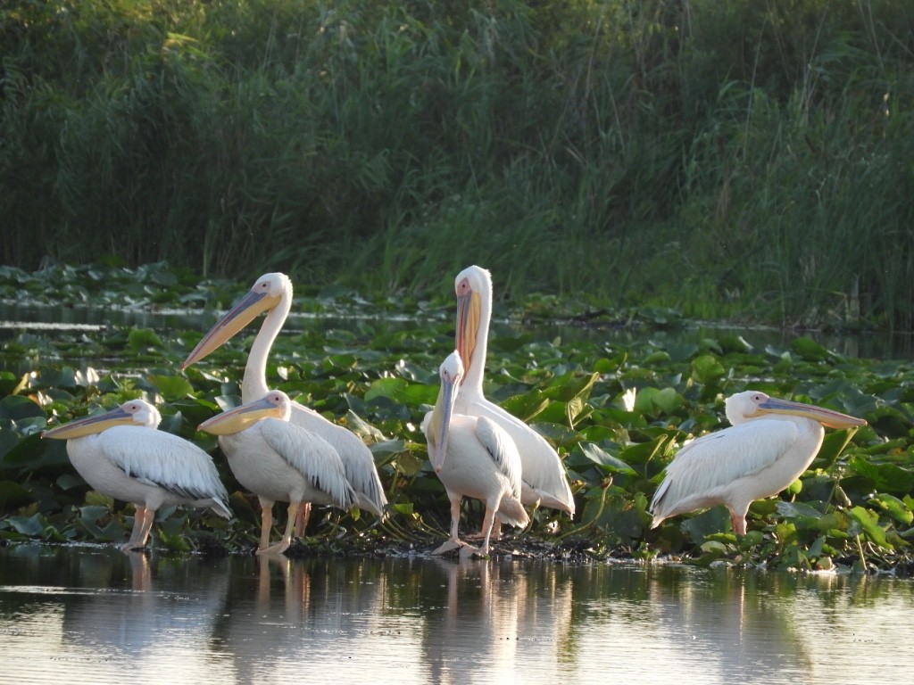 hvitpelikan - ML646780963