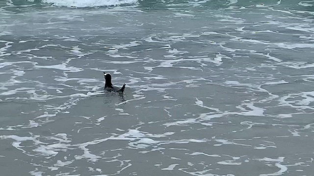 Gentoo Penguin - ML646780964