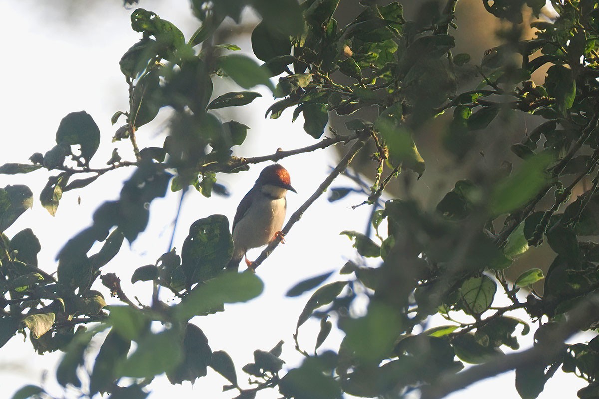 brunkroneeremomela - ML646780965