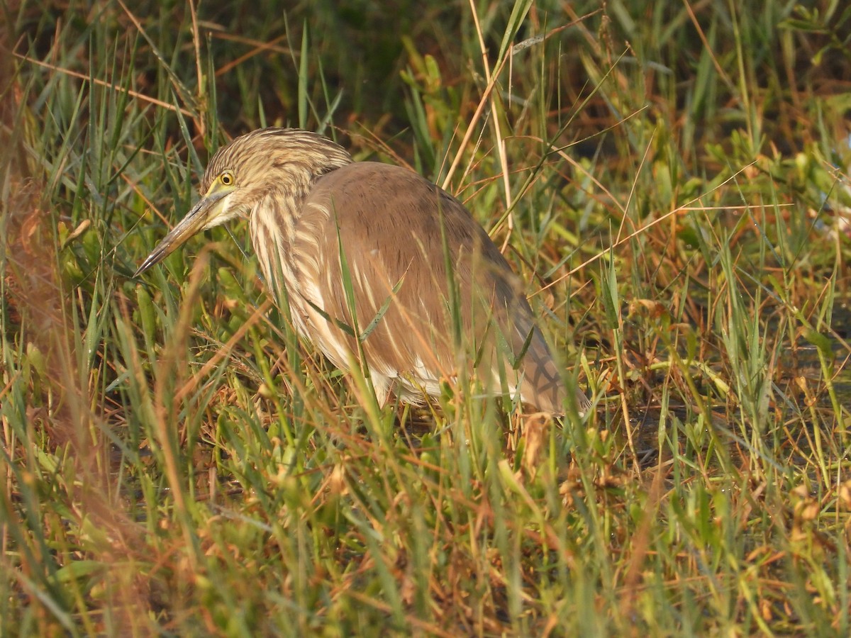 印度池鷺 - ML646780966