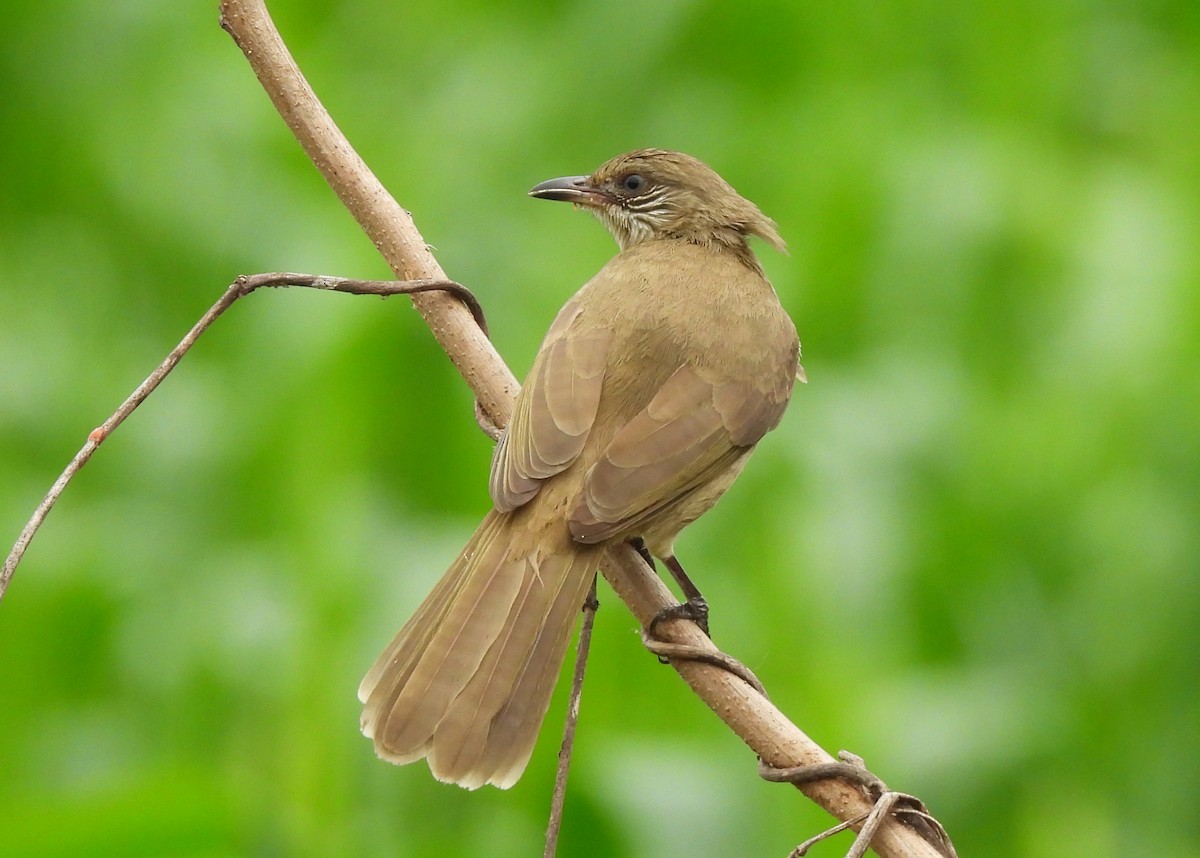 Streak-eared Bulbul - ML646780968