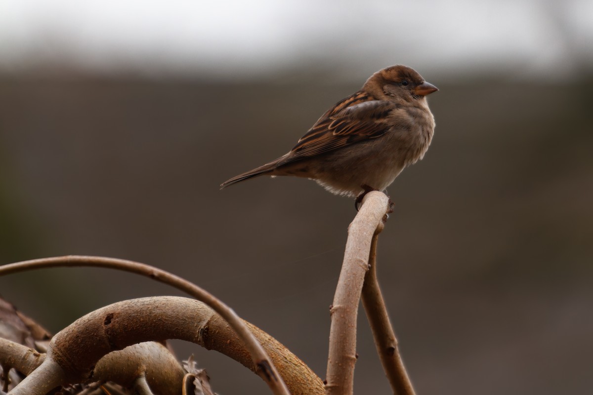 家麻雀 - ML646780970