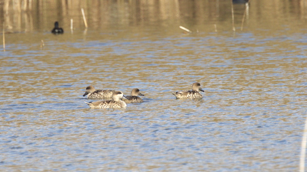 Marbled Duck - ML646780971