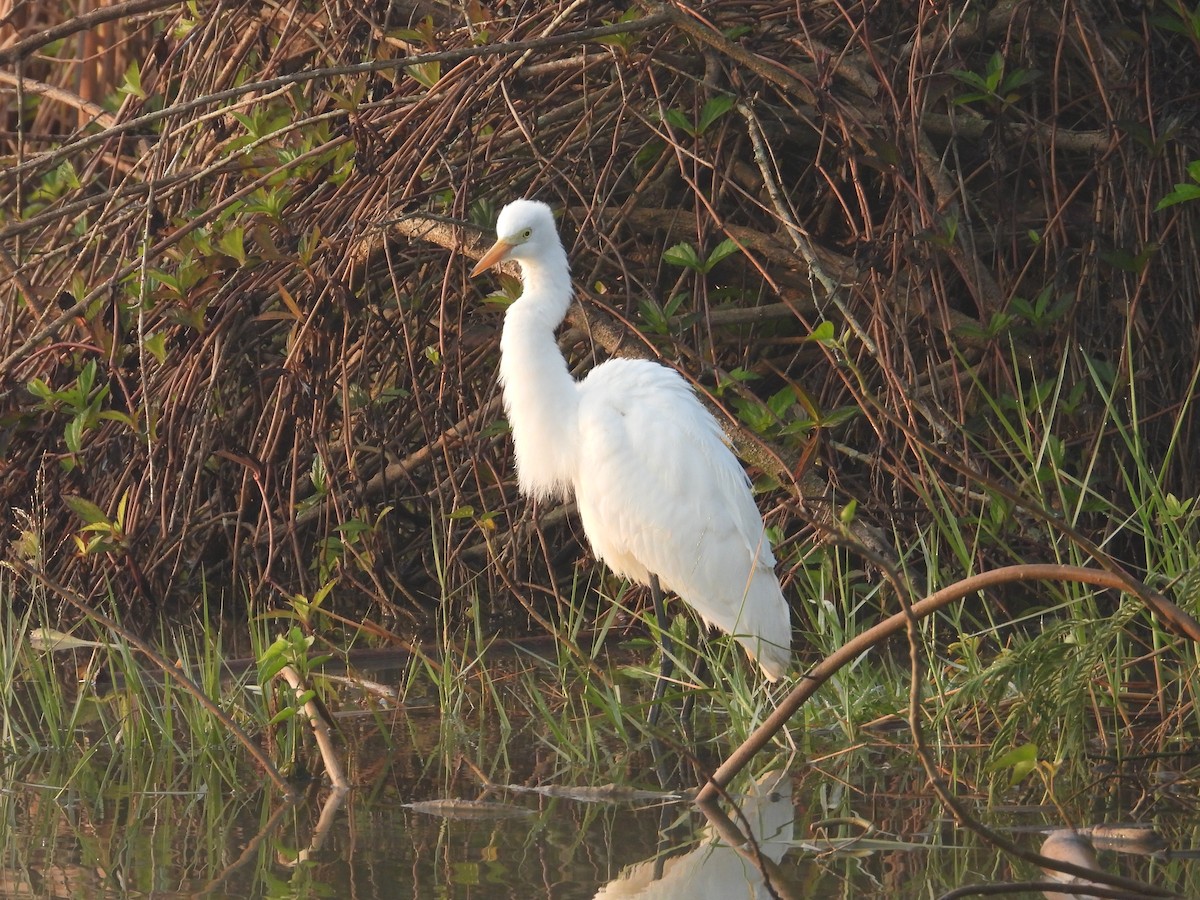 中白鷺 - ML646780972