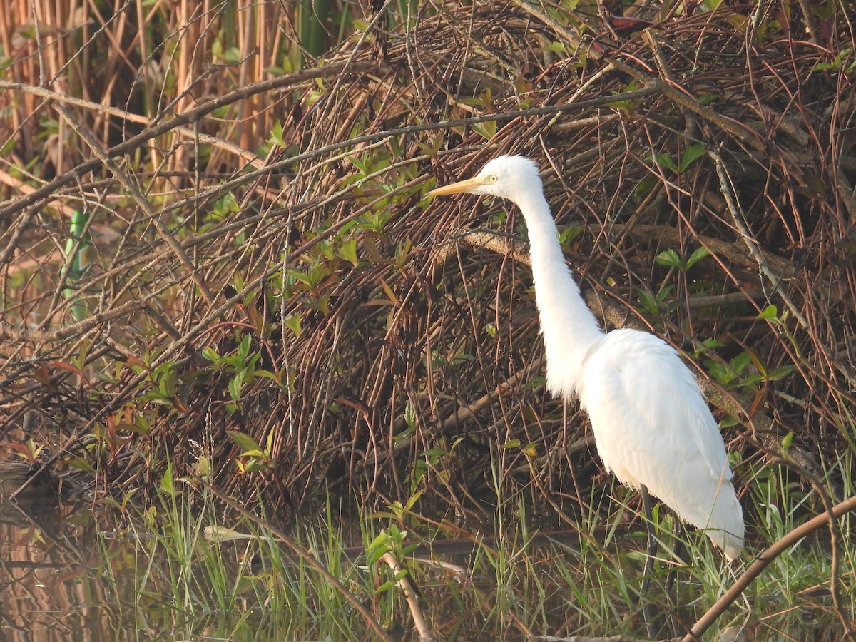中白鷺 - ML646780973