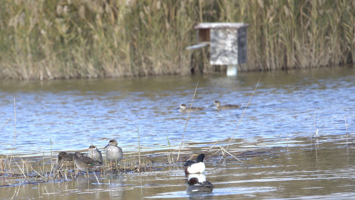 Marbled Duck - ML646780974