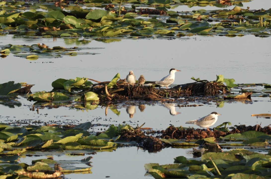 燕鷗 - ML646780978