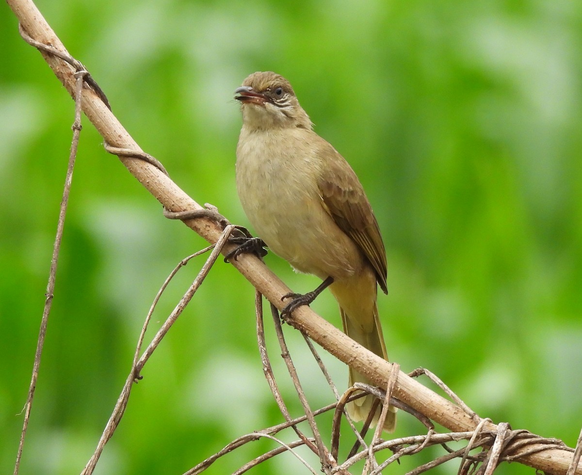 Streak-eared Bulbul - ML646780980