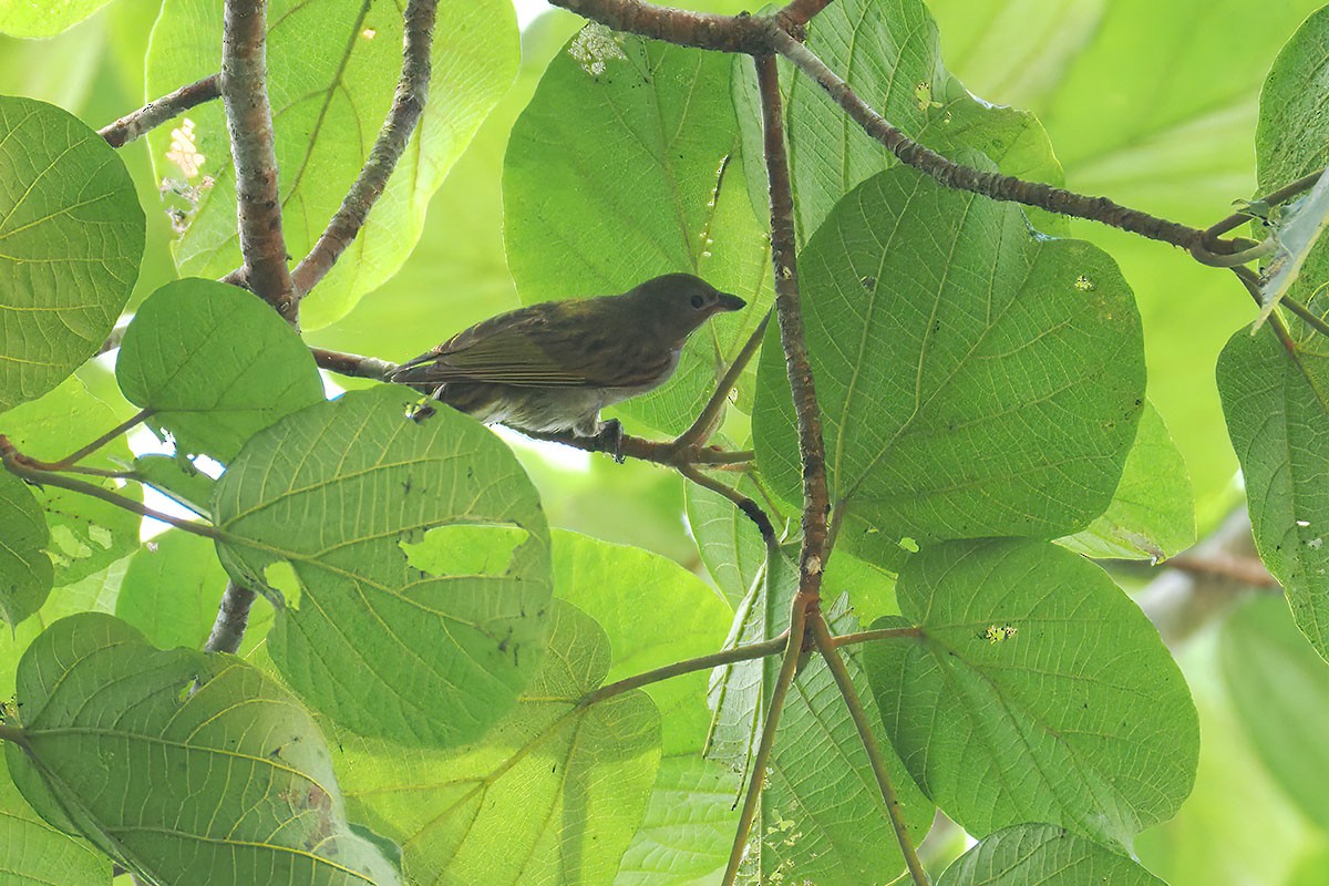 Lesser Honeyguide - ML646780981