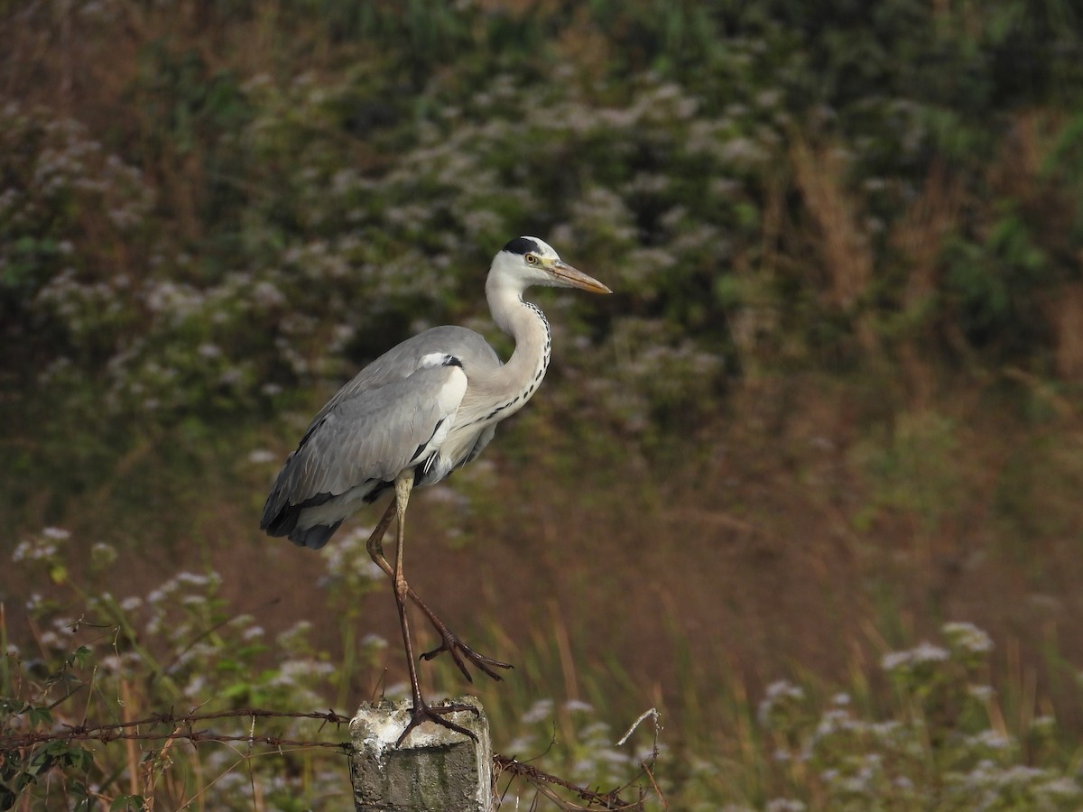 蒼鷺 - ML646780982