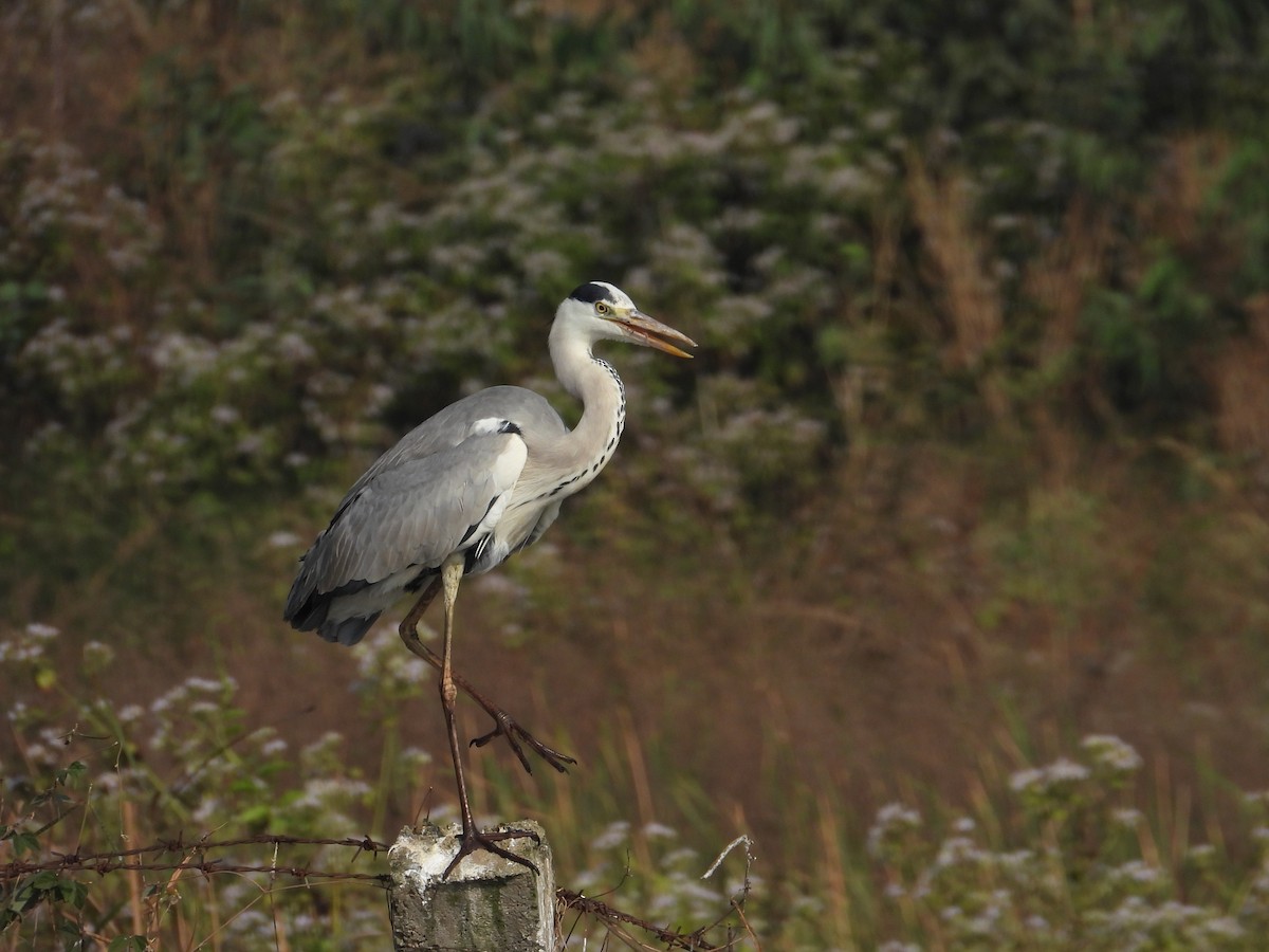 蒼鷺 - ML646780983