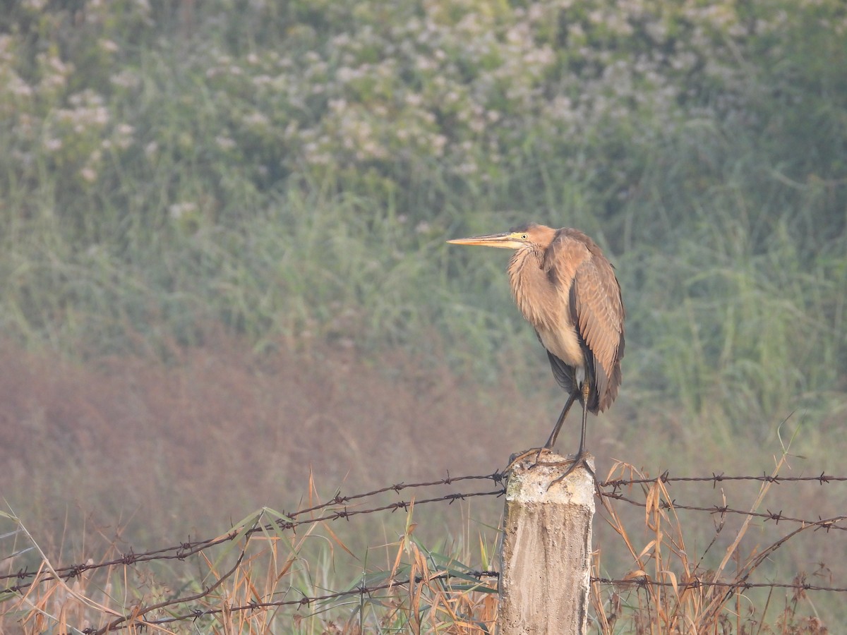 紫鷺 - ML646780984