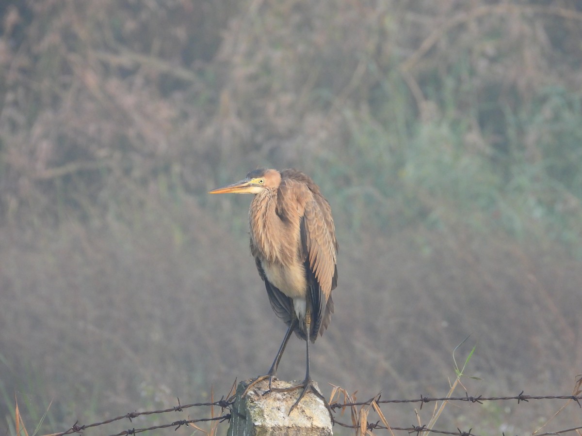 蒼鷺 - ML646780985