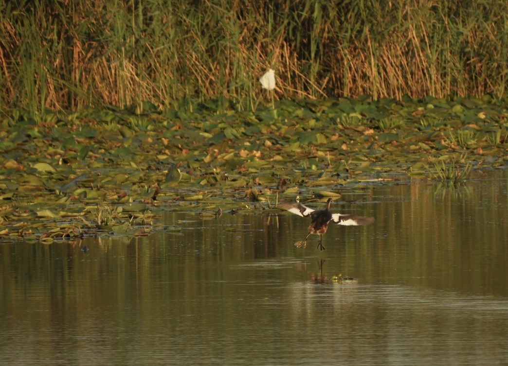 冠鸊鷉 - ML646780987