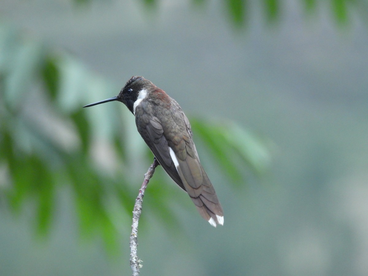 Bearded Mountaineer - ML646780988