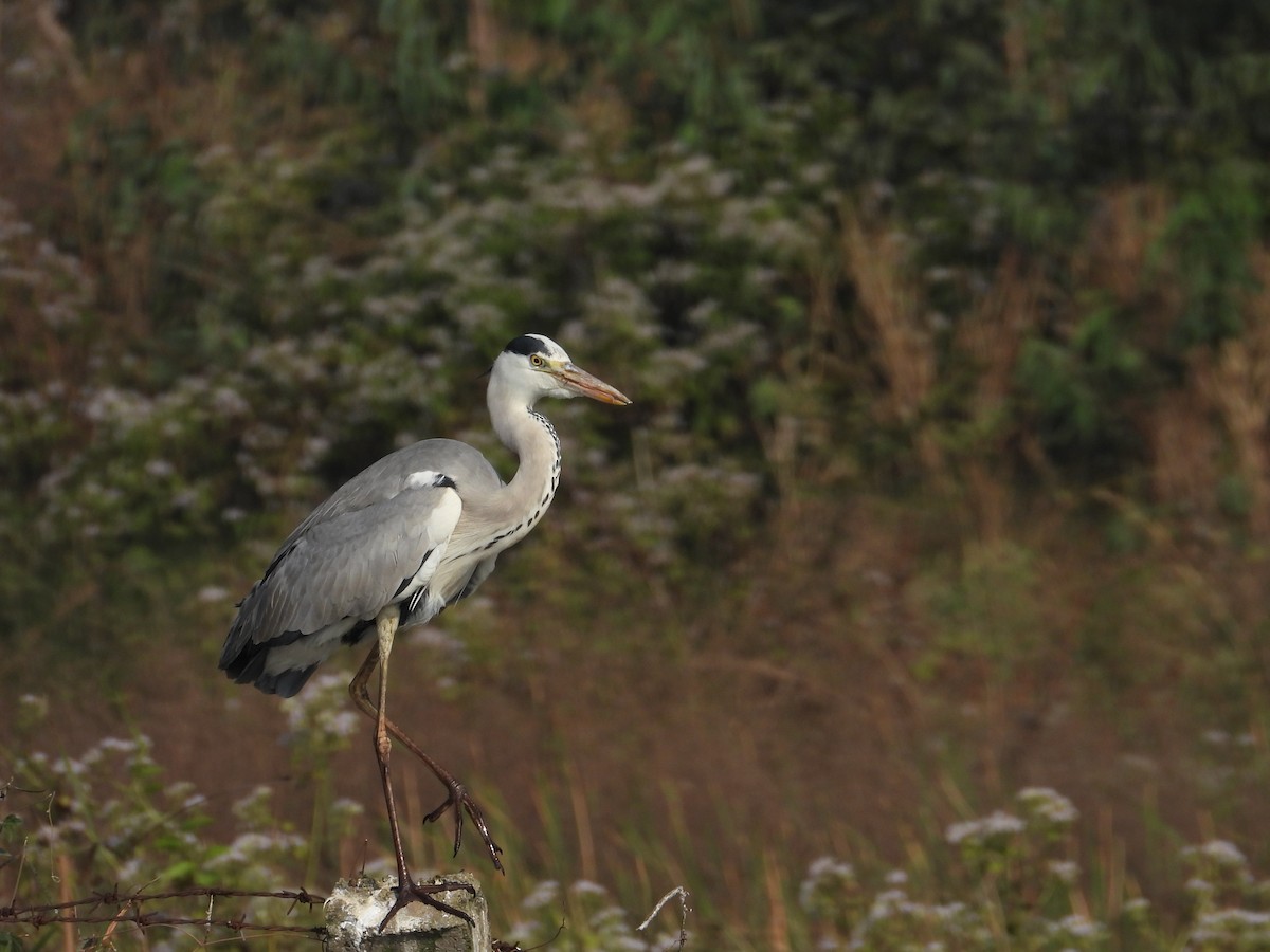 蒼鷺 - ML646780989