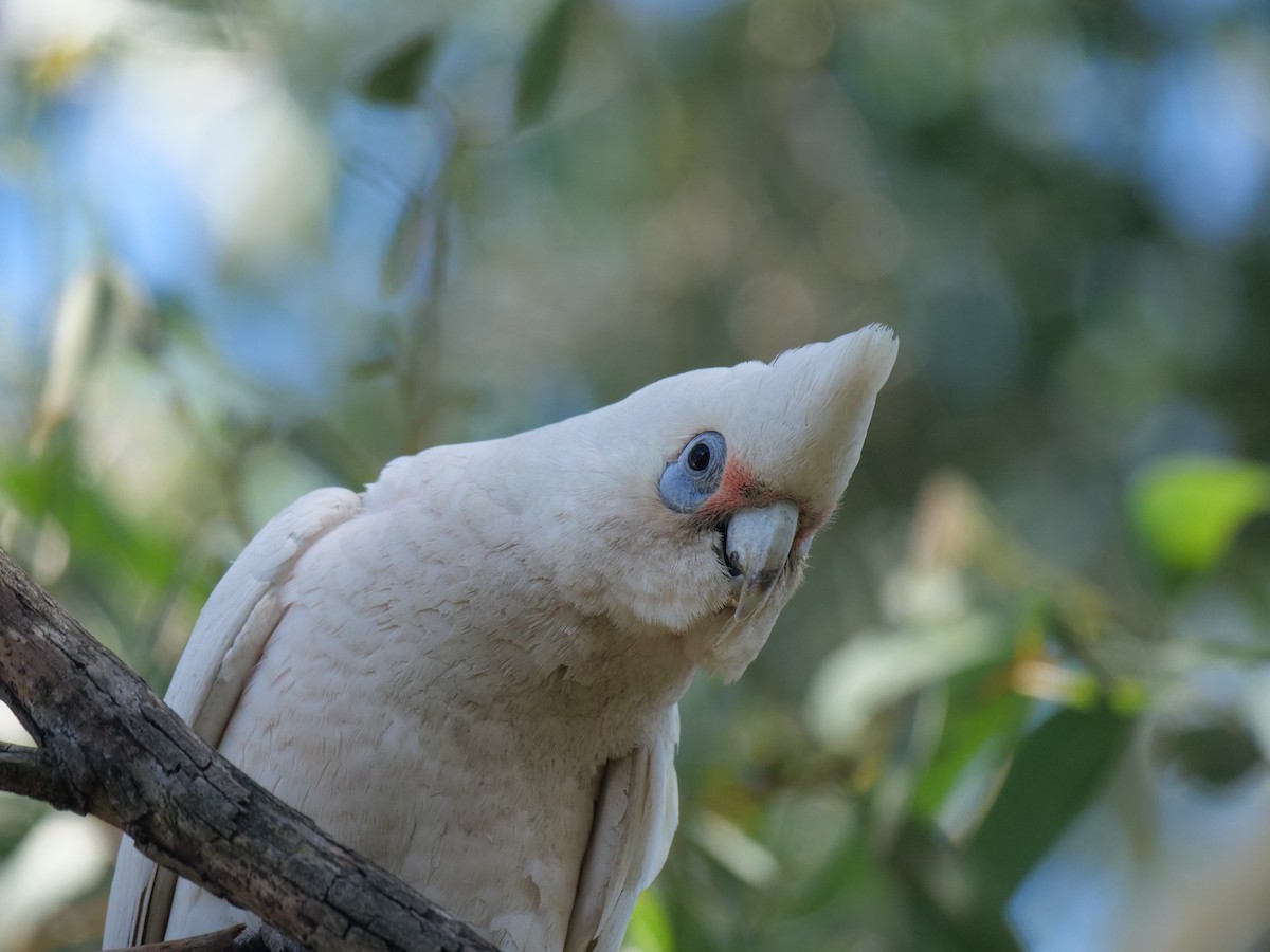 Little Corella - ML646780991