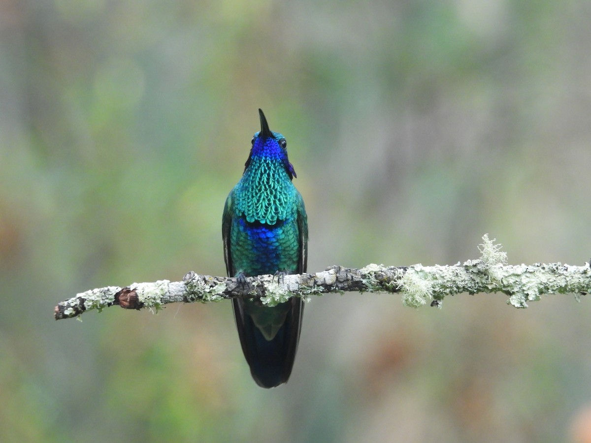 Sparkling Violetear - ML646780994