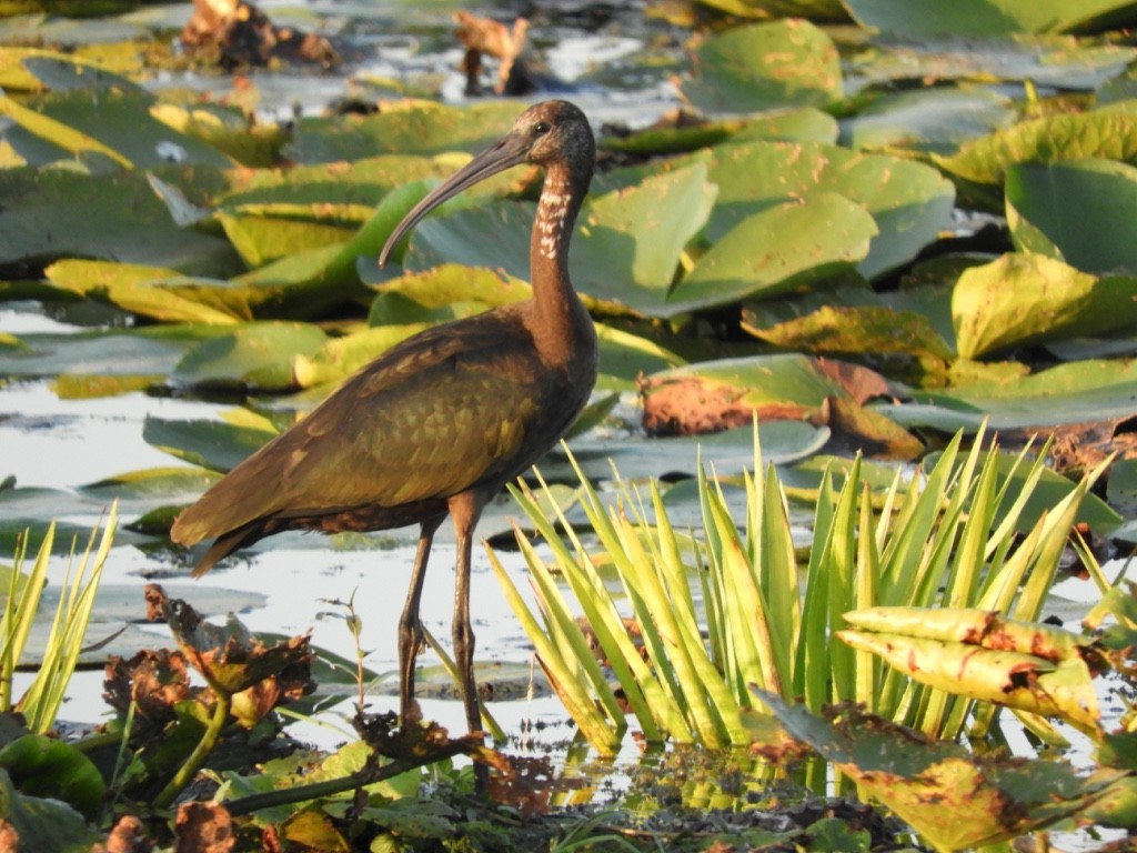 彩䴉 - ML646780996