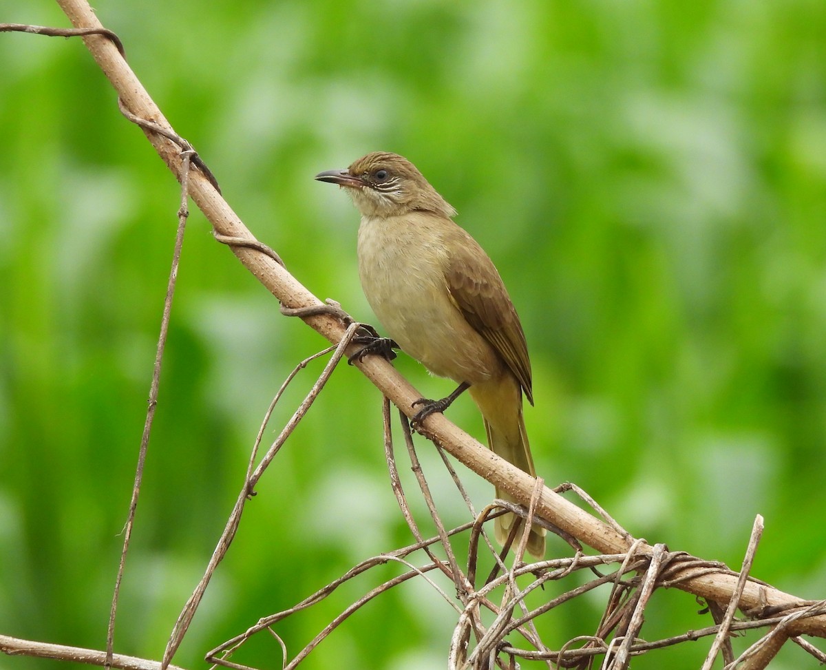 Streak-eared Bulbul - ML646780997
