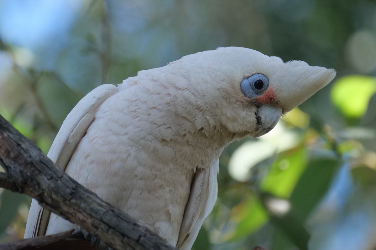 アカビタイムジオウム - ML646780998