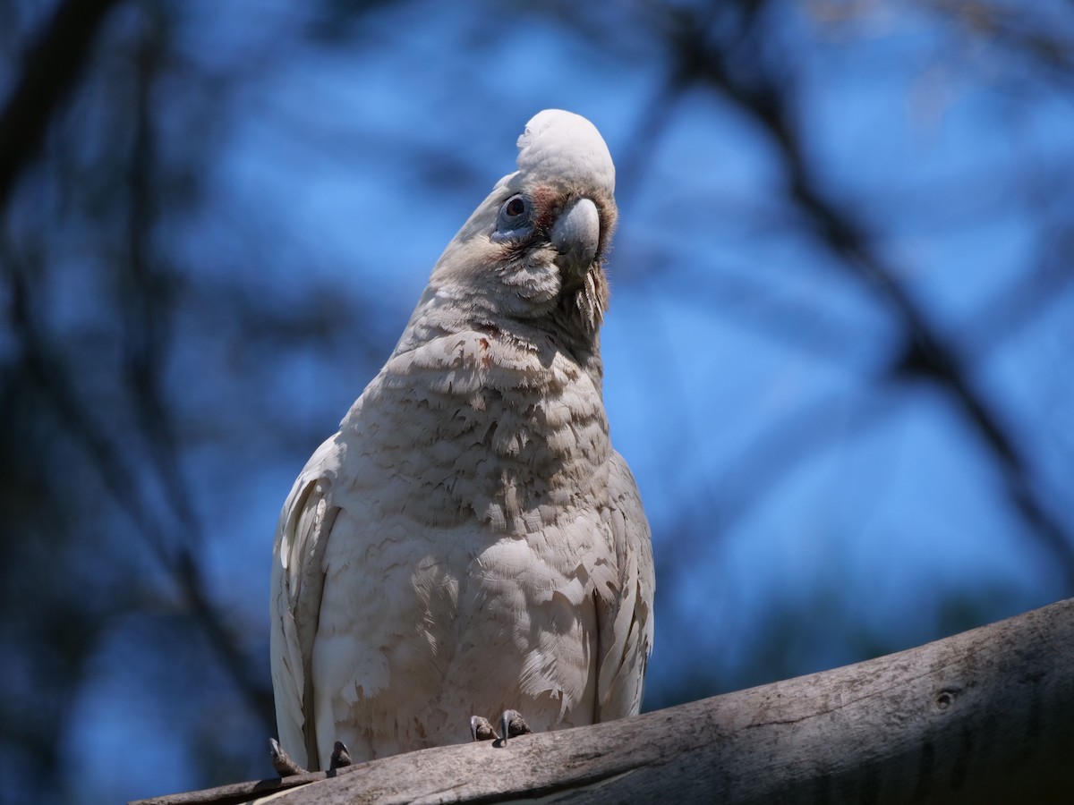 アカビタイムジオウム - ML646781000
