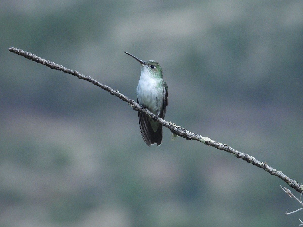 Green-and-white Hummingbird - ML646781008