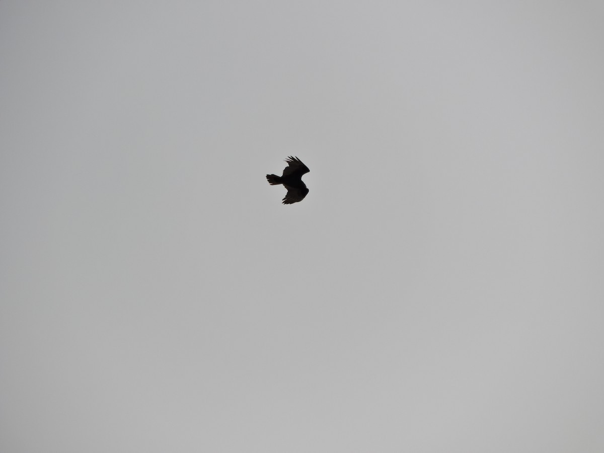 Turkey Vulture - ML646781009
