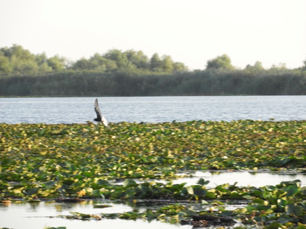 Белокрылая крачка - ML646781010