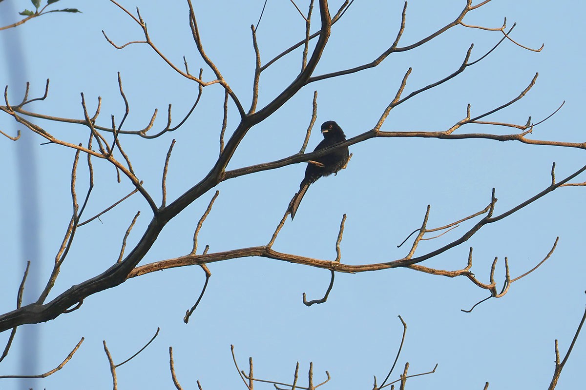 Velvet-mantled Drongo - ML646781011