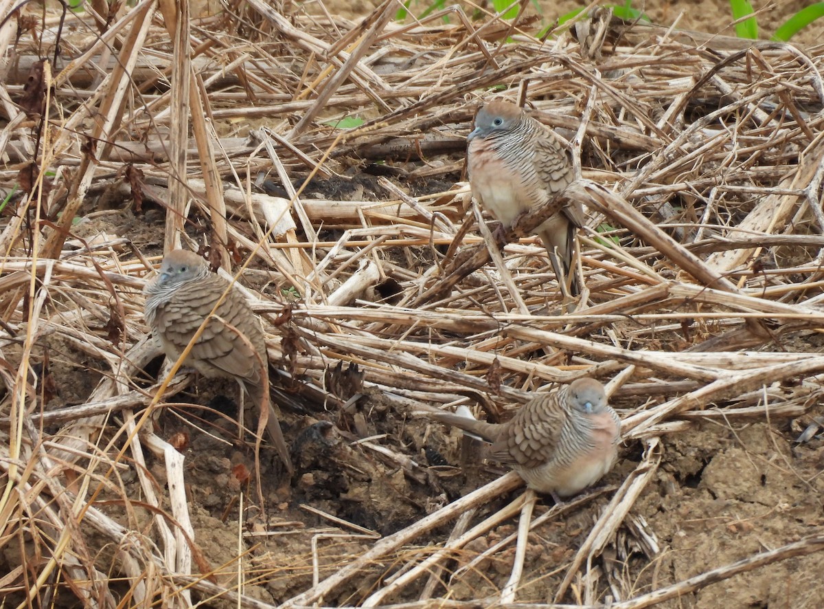 斑馬鳩 - ML646781018