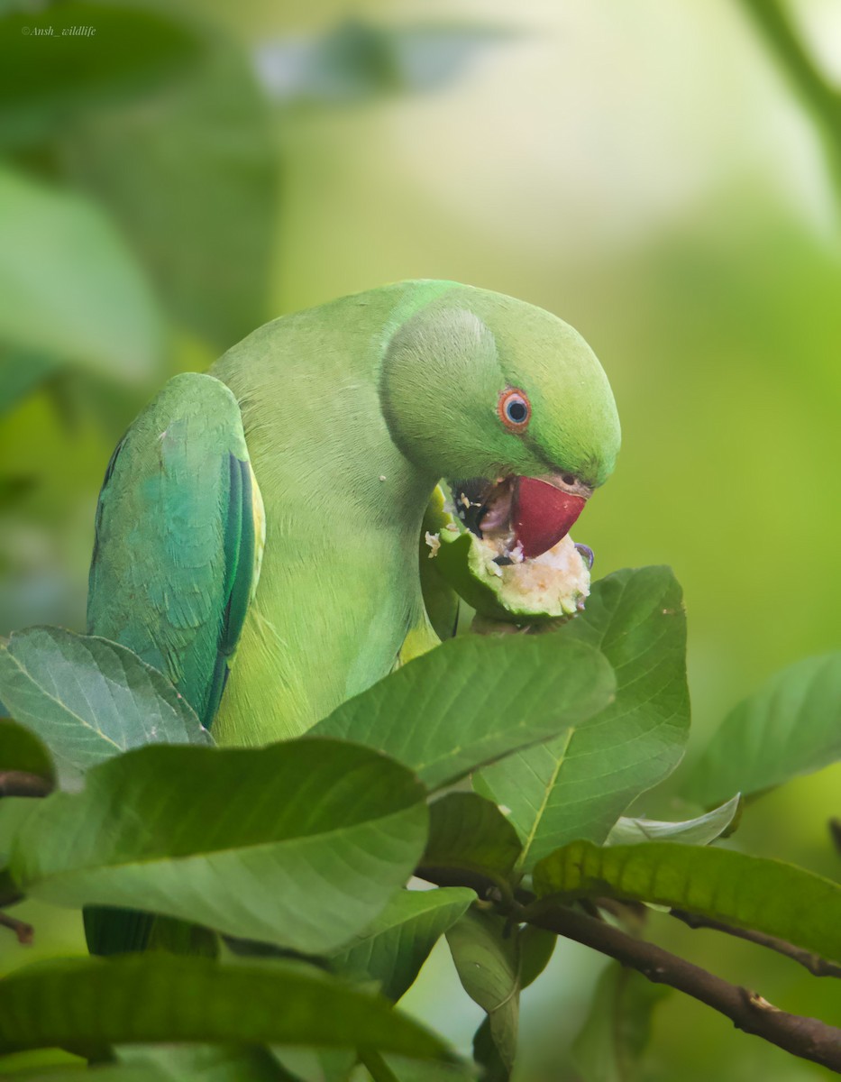 Rose-ringed Parakeet - ML646781024