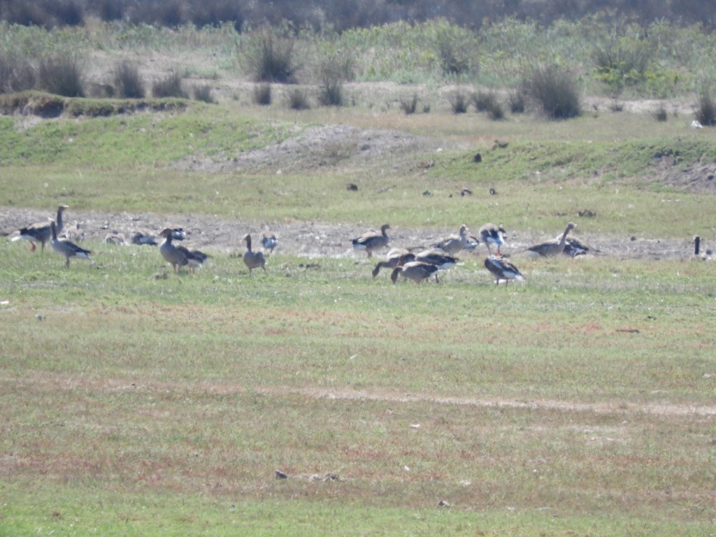 Серый гусь - ML646781034