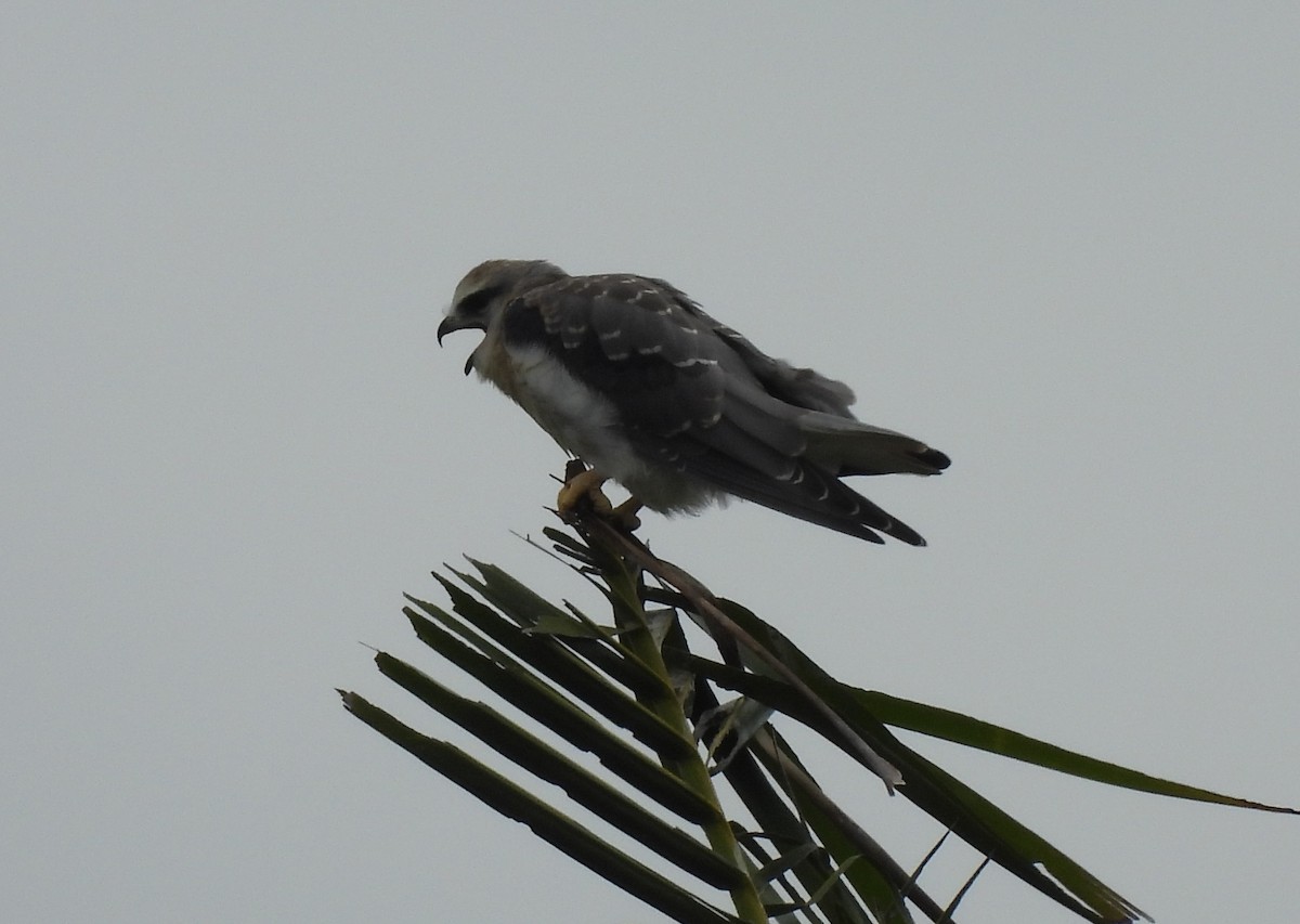 黑翅鳶 - ML646781040