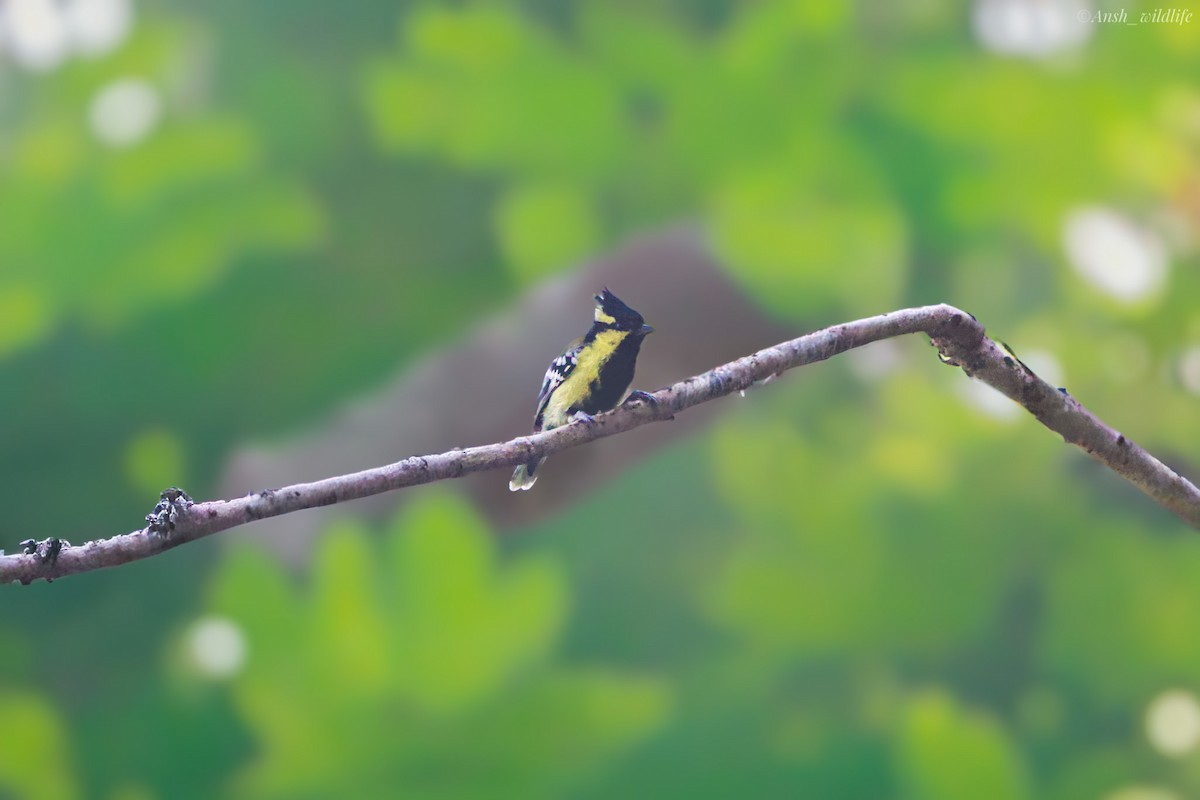 Indian Yellow Tit - ML646781043