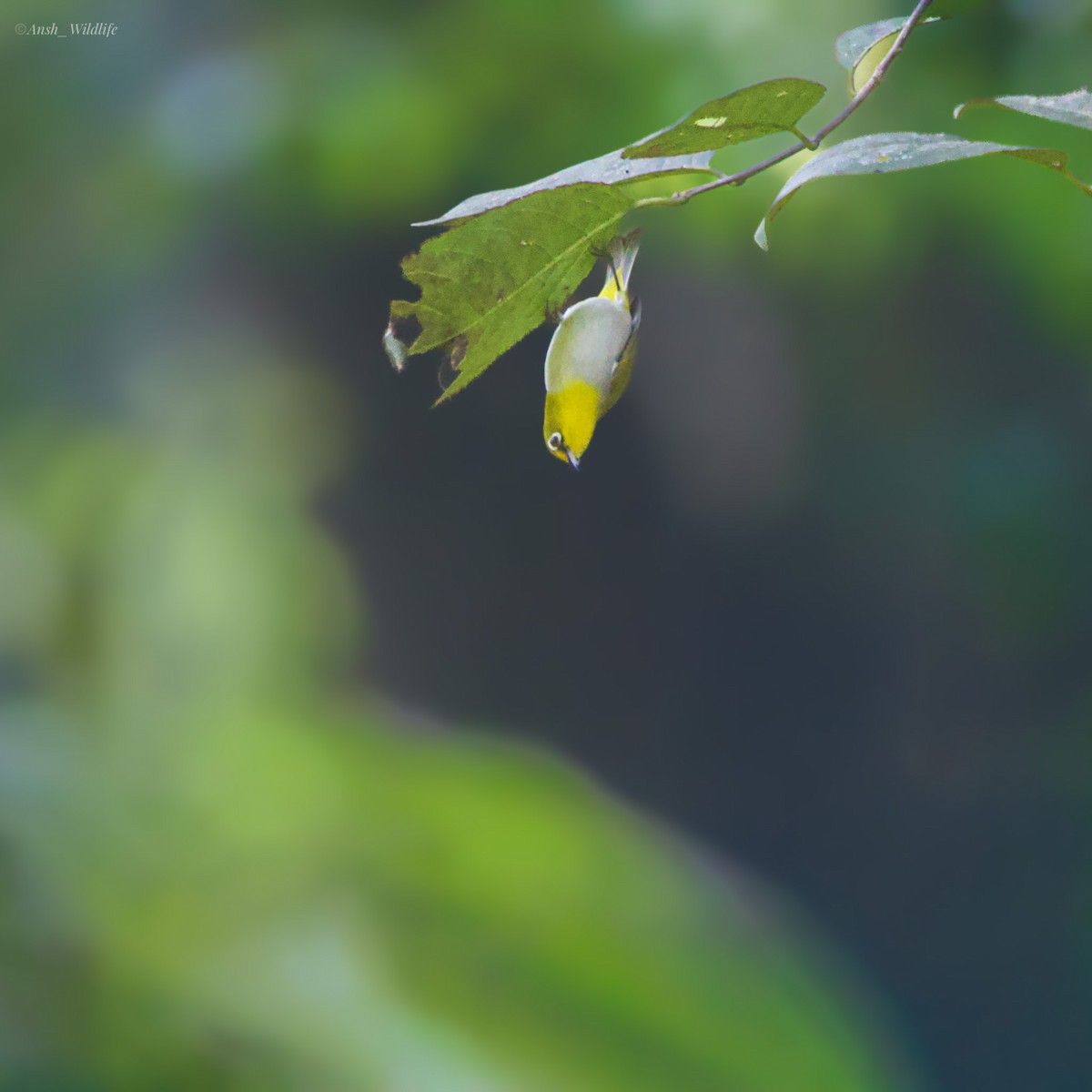 Indian White-eye - ML646781050