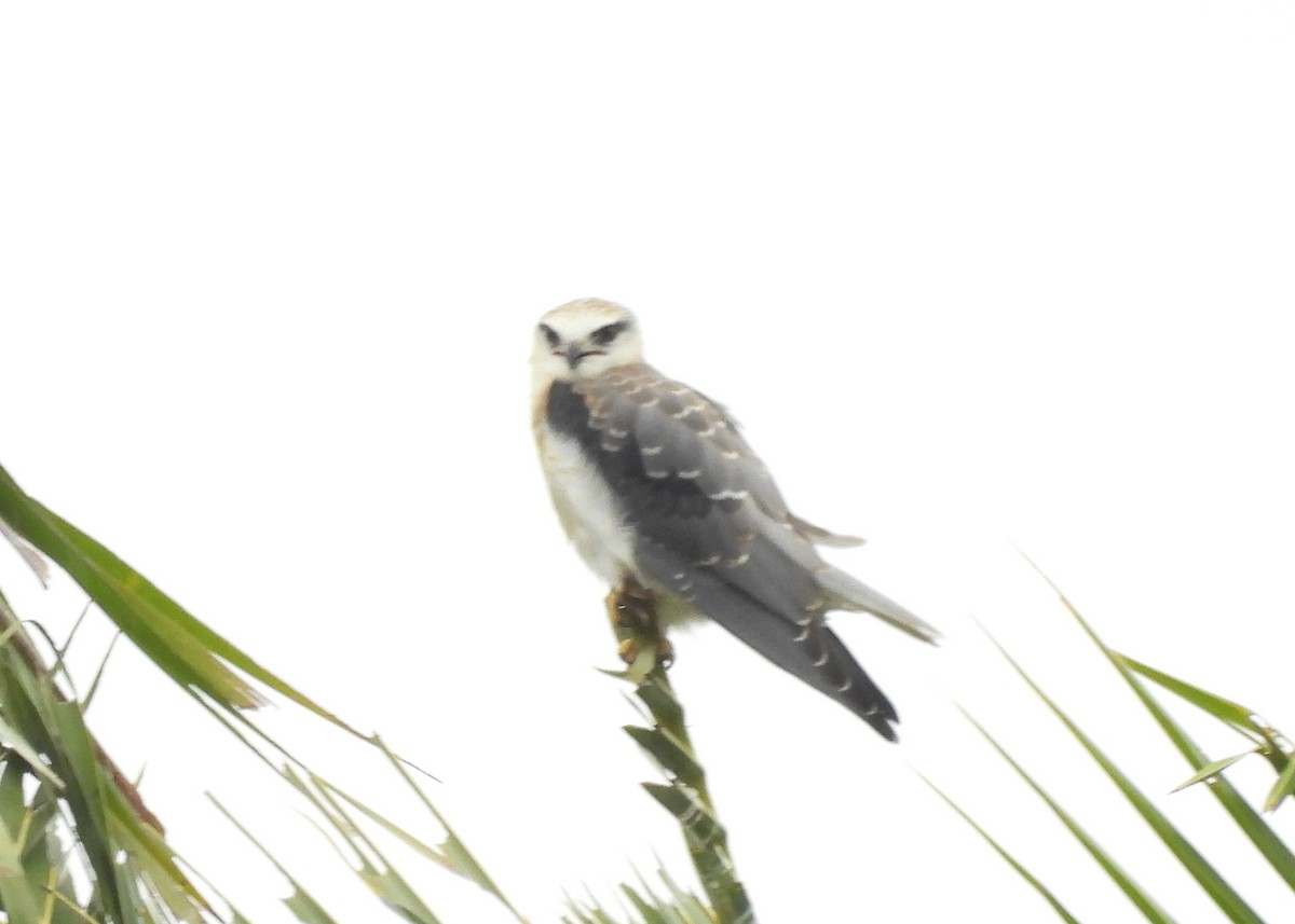 黑翅鳶 - ML646781051