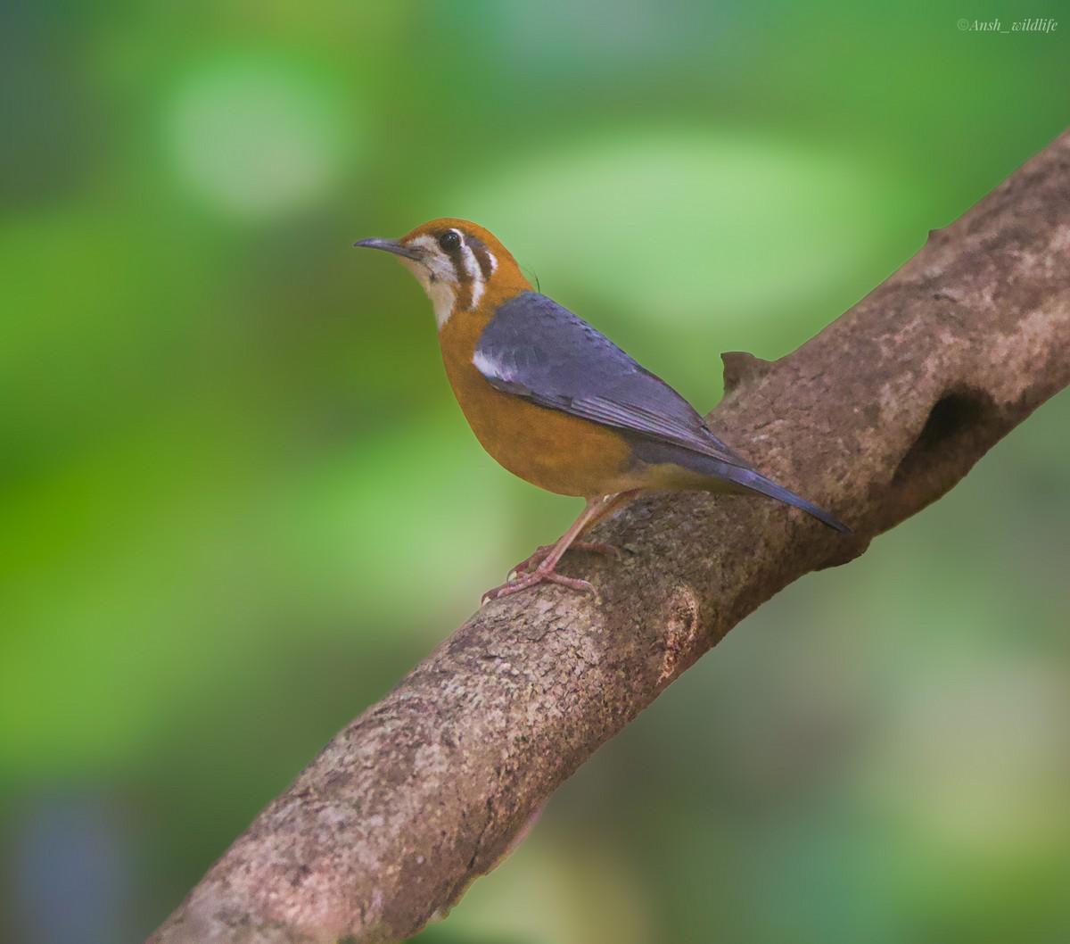 Orange-headed Thrush - ML646781054