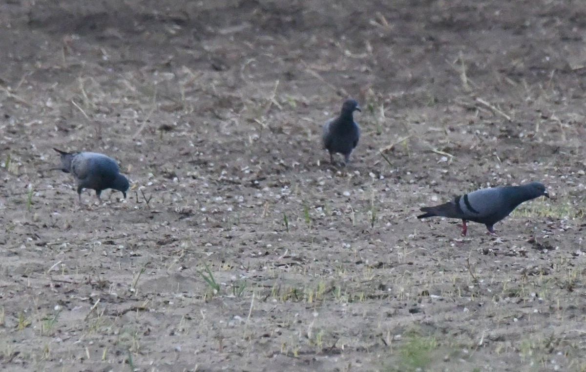 Haitz-usoa (etxekoa) - ML646781056