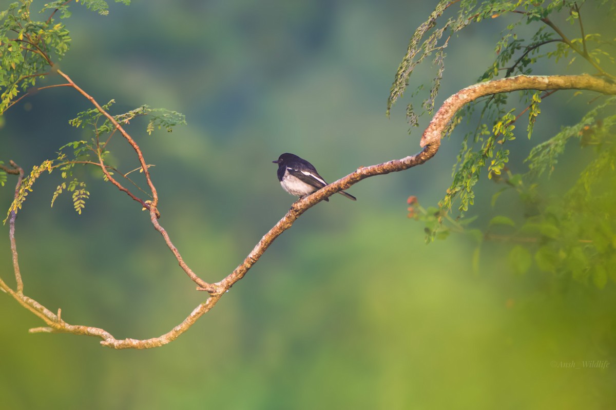 Oriental Magpie-Robin - ML646781057