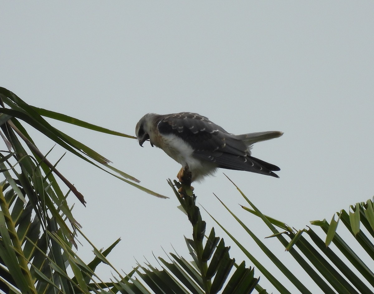 黑翅鳶 - ML646781063