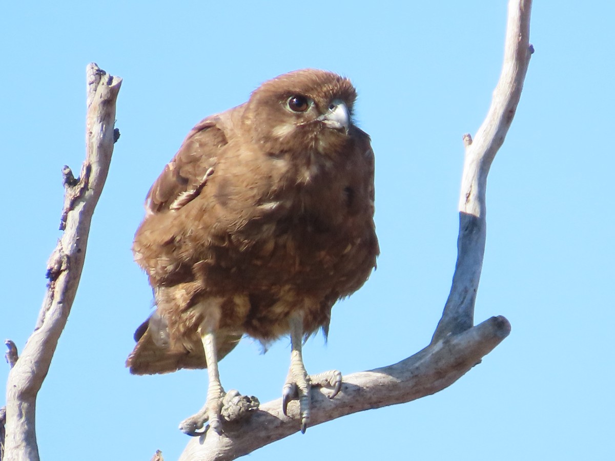 チャイロハヤブサ - ML646781071