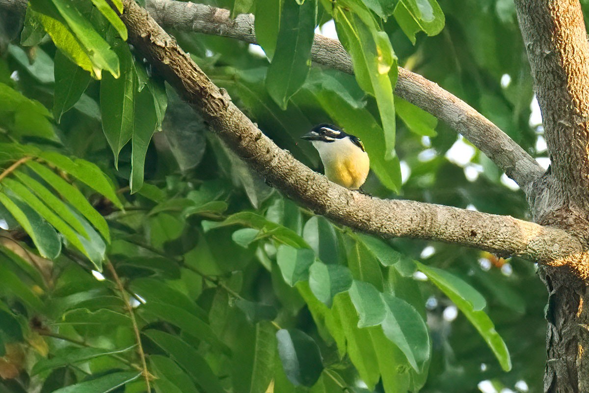 Barbudito Culigualdo - ML646781073