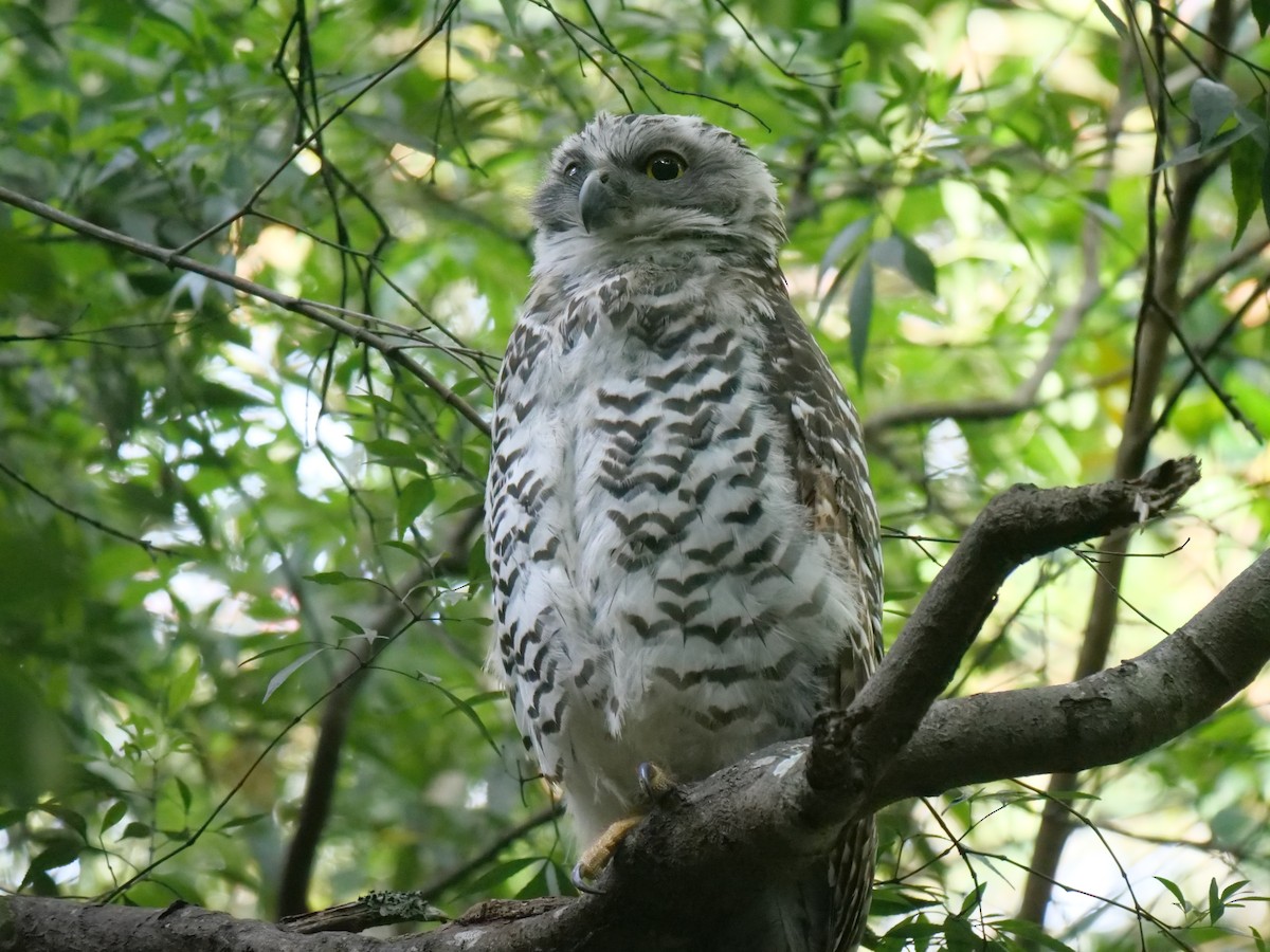 オニアオバズク - ML646781078