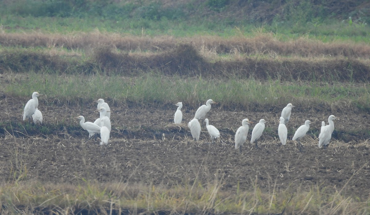 黃頭鷺 - ML646781082
