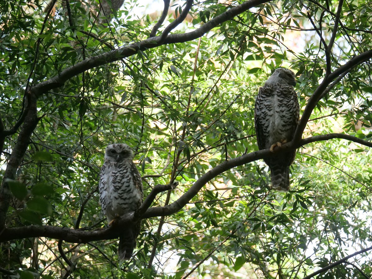 オニアオバズク - ML646781083