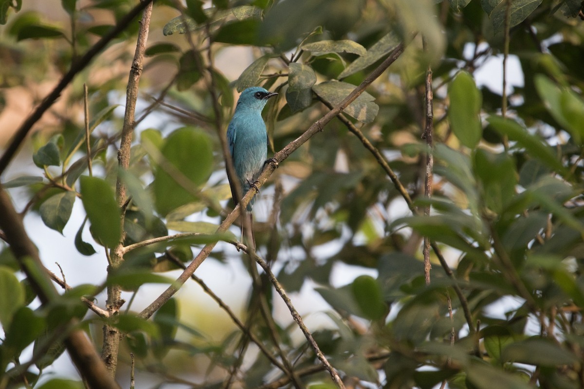 Verditer Flycatcher - ML646781084